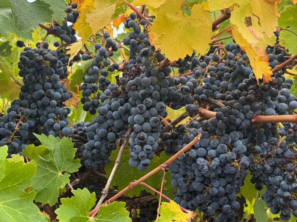 JBH Vineyard